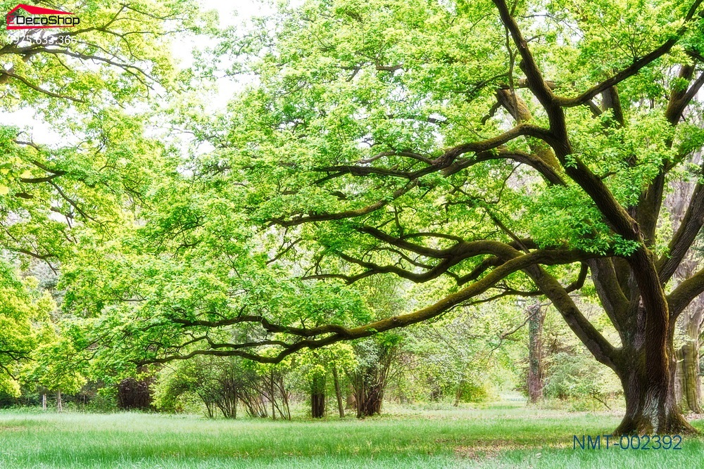 Tranh dán tường phong cảnh, Tranh dán tường cảnh biển